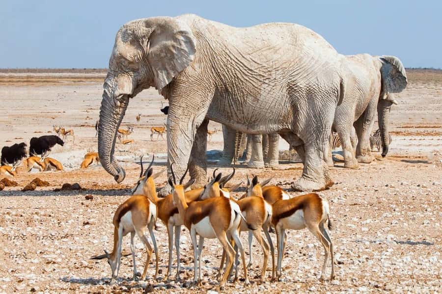 Etosha National Park: Full or Half-Day Game Drive - Who will get the most from this safari?