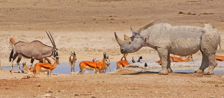 Etosha National Park: Full or Half-Day Game Drive - Should you book the Etosha game drive?