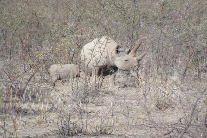 ETOSHA PARK SAFARI with local guides in 9-seater 4x4s - What the raised 4x4 is like