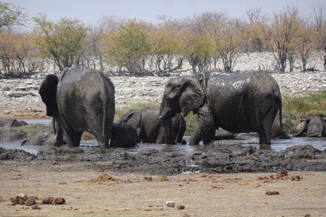ETOSHA PARK SAFARI with local guides in 9-seater 4x4s - What the $127.95 price buys you