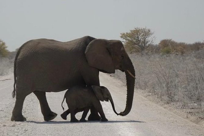 ETOSHA PARK SAFARI with local guides in 9-seater 4x4s - How to prepare for the dry, rough conditions