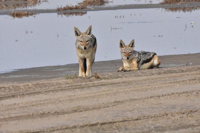 Exhilarating Sandwich Harbour 4x4: Guided Self drive experience - Key points to know before you book