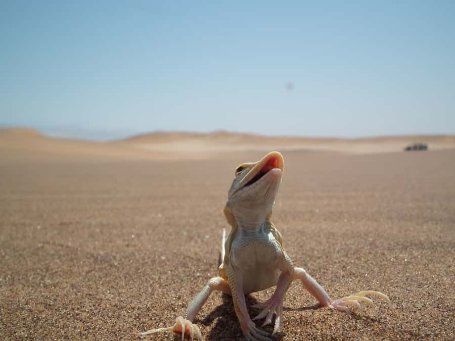 From Swakopmund: Living Dunes Experience - From Your Swakopmund Hotel to the Coastal Dunes