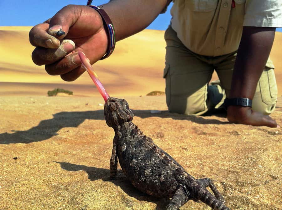 From Swakopmund: Living Dunes Experience - The Creatures You Might See