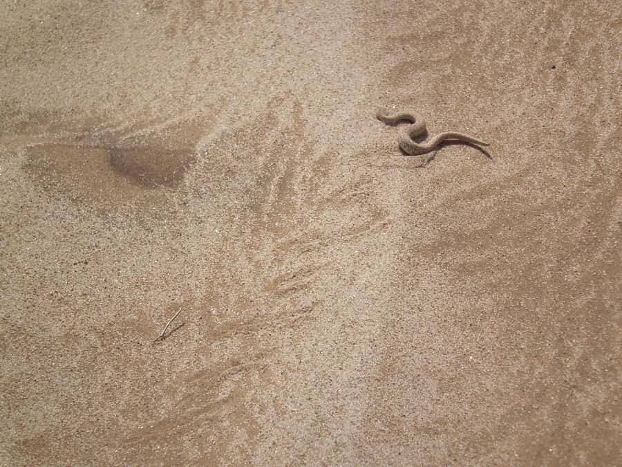 From Swakopmund: Living Dunes Experience - The Final Dune Drive Adds Some Speed