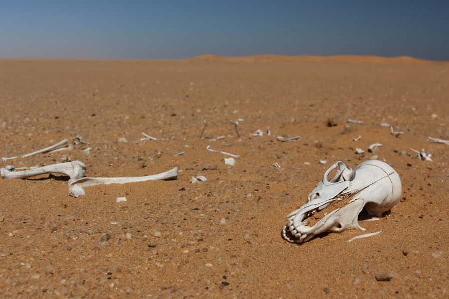 From Swakopmund: Living Dunes Experience - Who Should Book This Swakopmund Tour?
