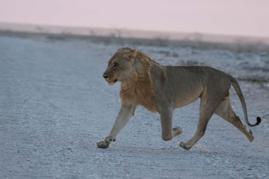 From Windhoek: 3-Day Etosha with Lodge Accommodation - Key points at a glance