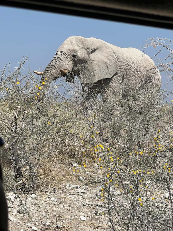 From Windhoek: 3-Day Etosha with Lodge Accommodation - Why three days is a sensible Etosha sampler