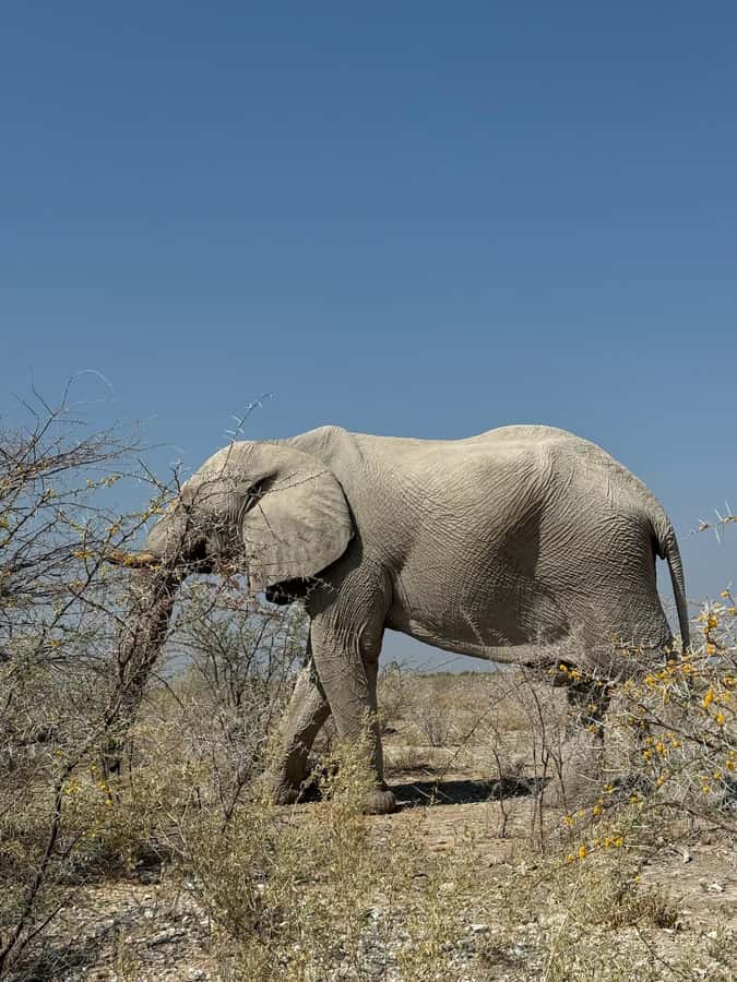 From Windhoek: 3-Day Etosha with Lodge Accommodation - Okaukuejo waterhole: the evening wildlife opportunity