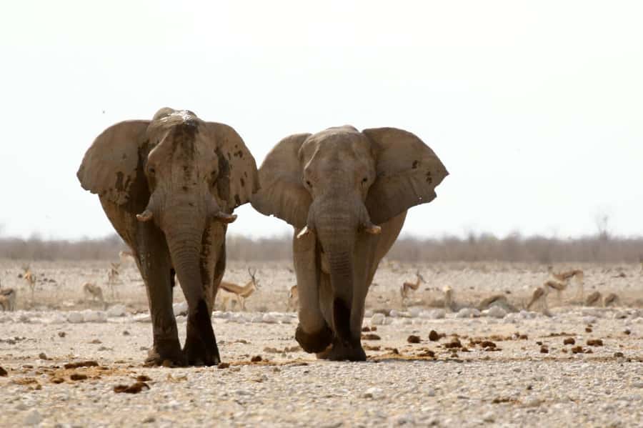 From Windhoek: 3-Day Etosha with Lodge Accommodation - What the two lodge nights mean for your comfort