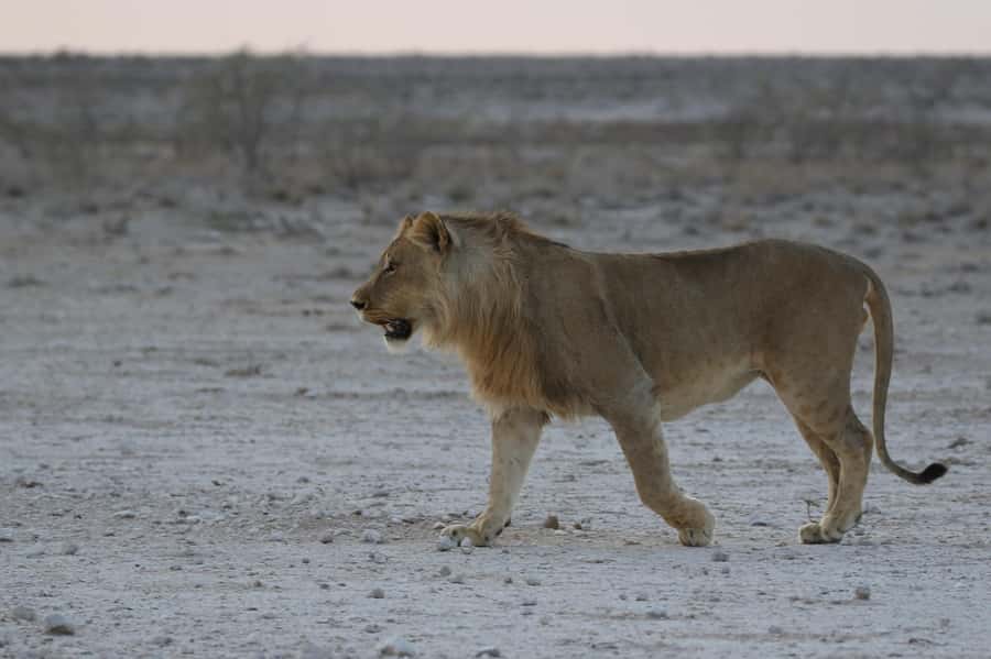 From Windhoek: 3-Day Etosha with Lodge Accommodation - The guides are a major part of the experience