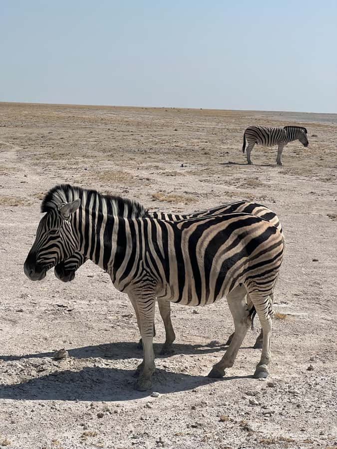 From Windhoek: 3-Day Etosha with Lodge Accommodation - Day 1: the road from Windhoek to Okaukuejo