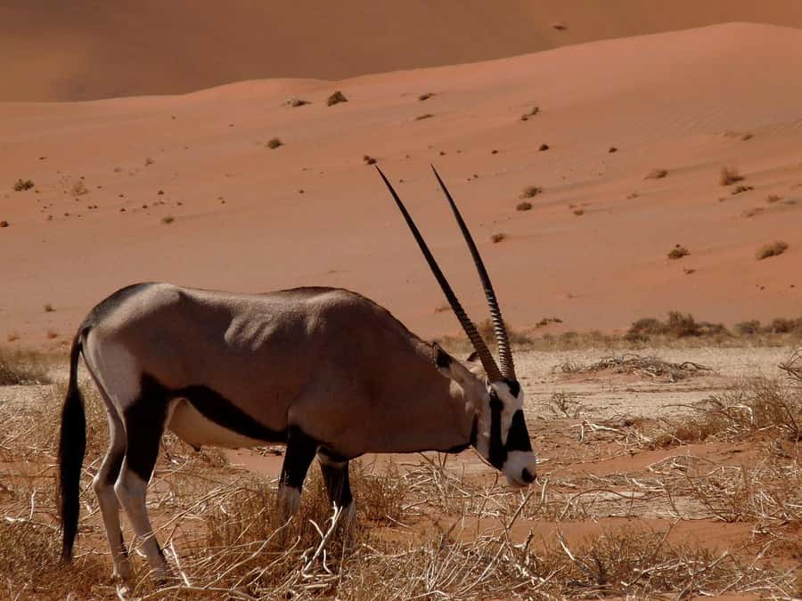 From Windhoek: 3-Day Sossusvlei Shared Shuttle Tour - Day one: the road from Windhoek to the Namib Desert