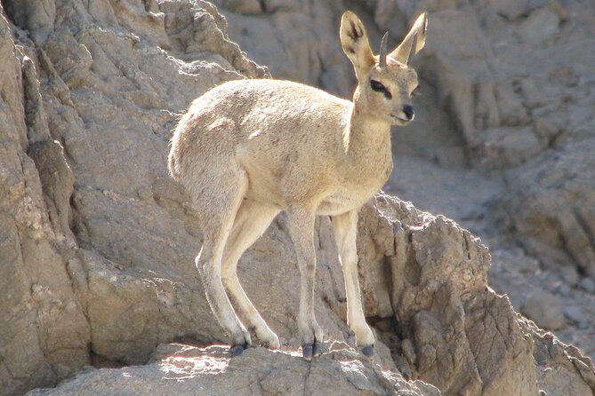 Full-Day Tour in Namib Desert from Swakopmund, Namibia - Key points at a glance