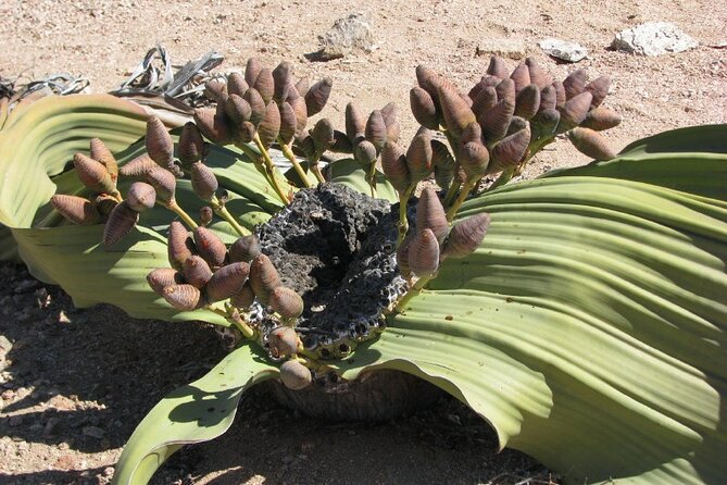 Full-Day Tour in Namib Desert from Swakopmund, Namibia - Wildlife sightings depend on luck