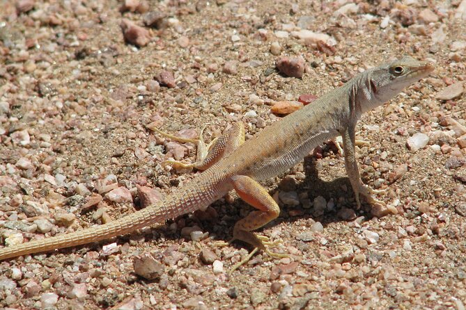 Full-Day Tour in Namib Desert from Swakopmund, Namibia - Why the guide matters on this outing
