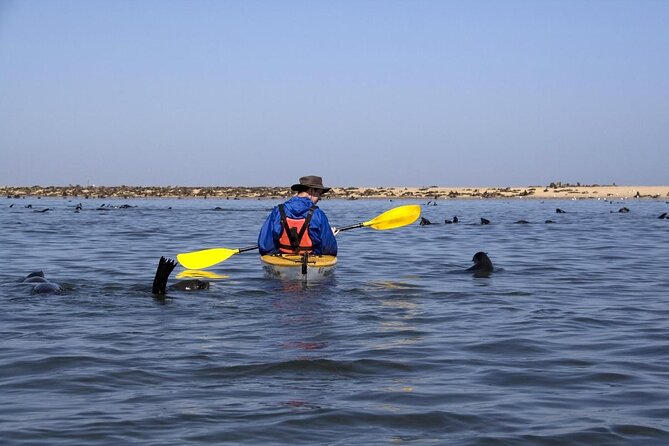 Half Day Original Seal Kayak Adventure, Pelican Point, Walvis Bay - Key points at a glance