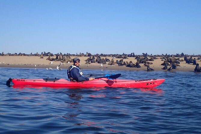 Half Day Original Seal Kayak Adventure, Pelican Point, Walvis Bay - Seals, birds, and possible dolphins