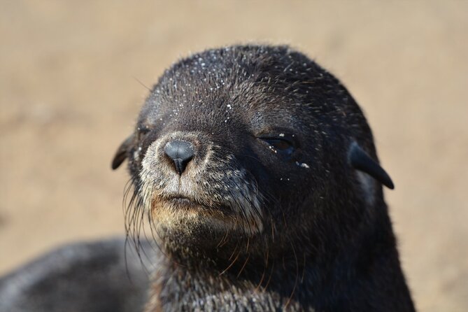 Half Day Original Seal Kayak Adventure, Pelican Point, Walvis Bay - What the guides add