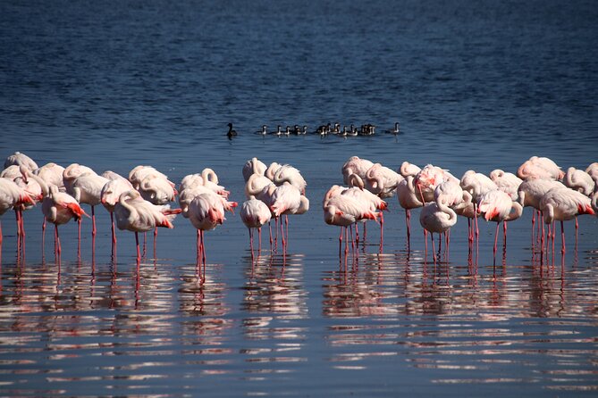 Half Day Original Seal Kayak Adventure, Pelican Point, Walvis Bay - How the price works out at $72.12