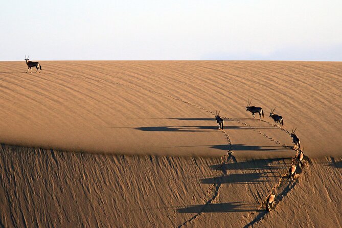 Half-Day Sandwich Harbour Tour from Walvis Bay with Lunch - Dune driving with a view