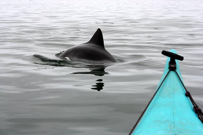 Kayaking and Sandwich Habour Guided Day Tour from Walvis Bay - Why this Walvis Bay day works so well