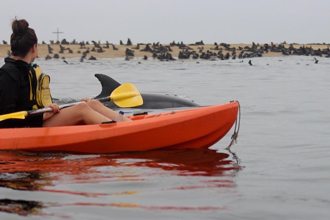 Kayaking and Sandwich Habour Guided Day Tour from Walvis Bay - Meeting at Walvis Bay Angling Club at 7:45 am
