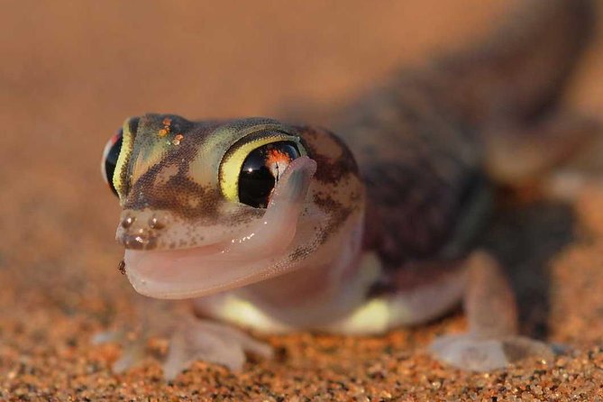 Living Desert Eco Dune Tour - Why the Namib looks empty but is full of life