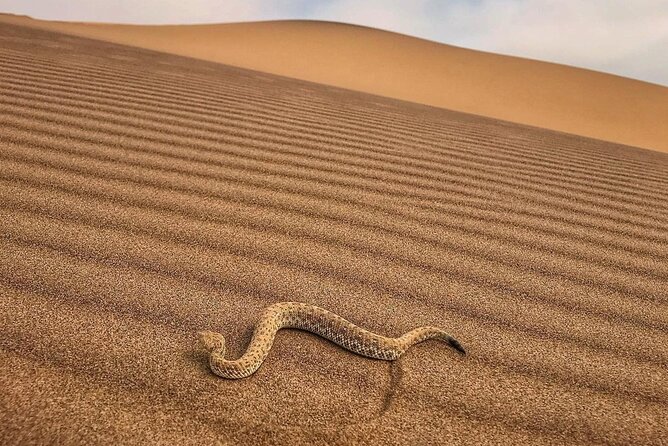 Living Desert Eco Dune Tour - What the guide adds to four hours in the desert
