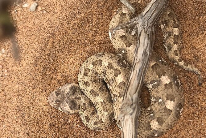 Living Desert Eco Dune Tour - Weather, comfort, and practical limits