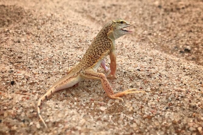 Living Desert Eco Dune Tour - Who will enjoy this Swakopmund outing