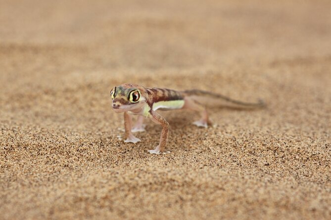 LIVING DESERT TOUR (Little 5 tour) - Is the $68.97 Price Good Value?
