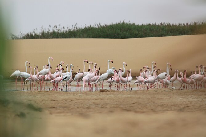 LIVING DESERT TOUR (Little 5 tour) - Dune 7 and the Road Toward Walvis Bay