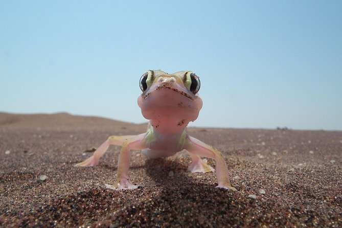 Living Dunes Experience from Swakopmund - Swakopmund’s dunes are alive, not empty