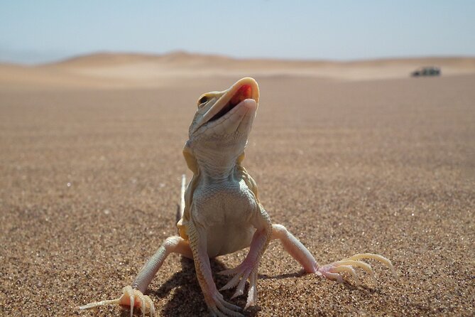 Living Dunes Experience from Swakopmund - How the animal search works