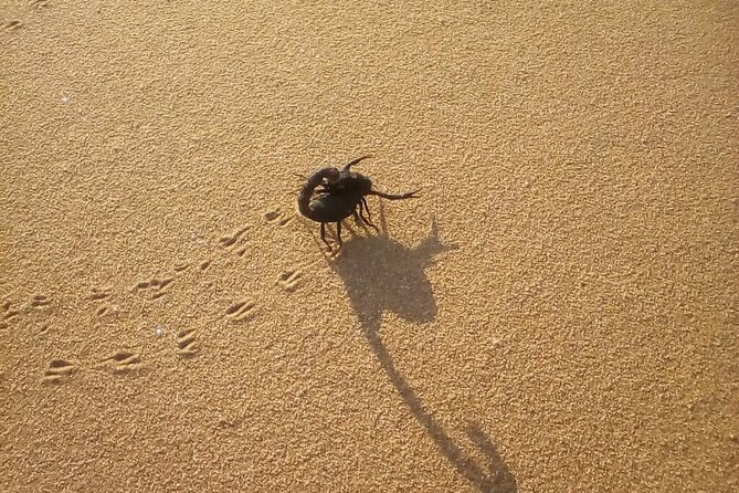 Living Dunes Experience from Swakopmund - What three and a half hours feels like