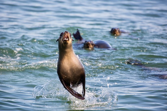 Marine Dolphin Seal Cruise - Comfort, weather, and motion sickness