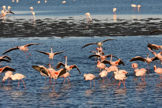 Marine Dune Day: Catamaran Cruise and Sandwich Harbor Dune Drive - The real cost of an eight-hour Namibia day