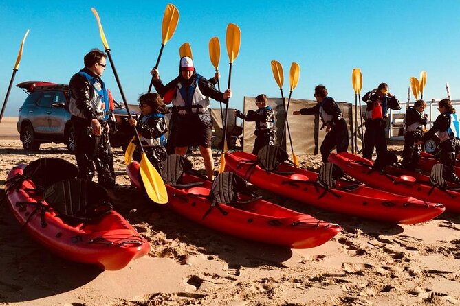 Mola Mola Kayaking Experience with a Licensed Guide - Why the seals make this kayaking trip special