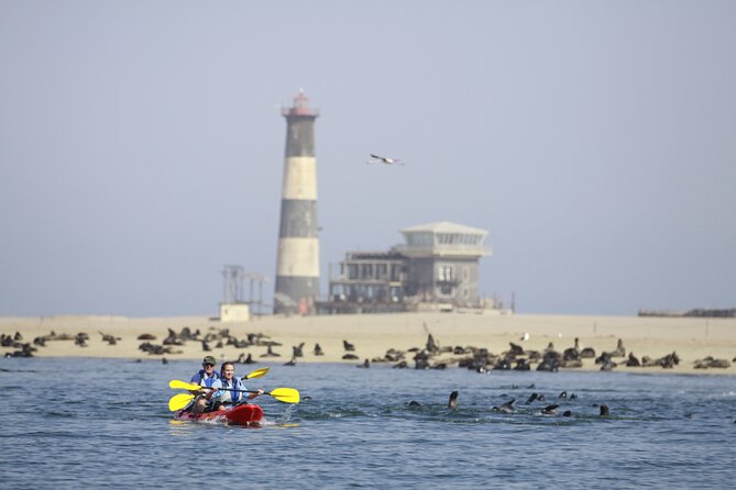 Mola Mola Kayaking Experience with a Licensed Guide - Ninety minutes on the water beside the seals