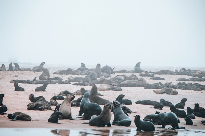Mola Mola Marine Dolphin Cruise & Beach Braai on Pelican Point - Why This Walvis Bay Cruise Is More Than a Wildlife Trip