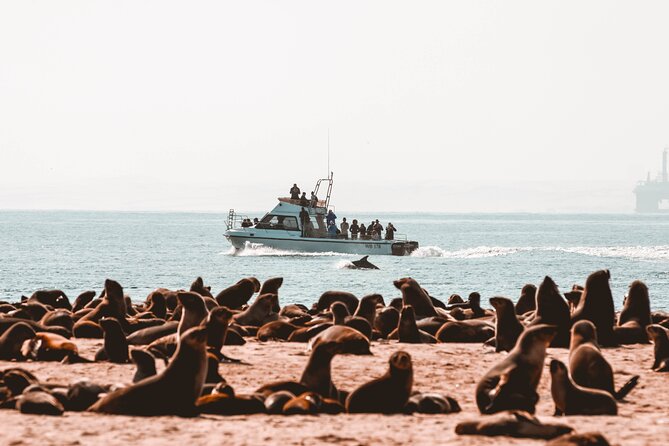 Mola Mola Marine Dolphin Cruise & Beach Braai on Pelican Point - Cruising Toward Pelican Point Peninsula