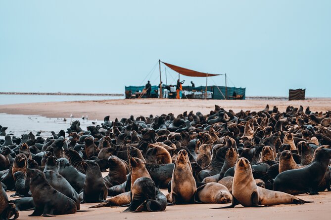 Mola Mola Marine Dolphin Cruise & Beach Braai on Pelican Point - Pelicans, Seals, Dolphins, and the Chance of a Whale