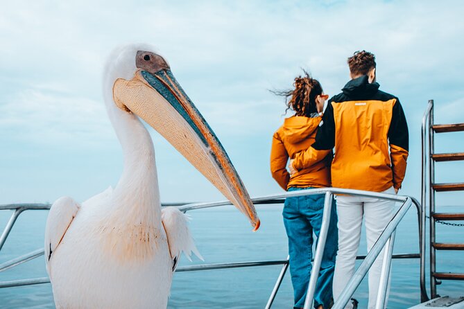 Mola Mola Marine Dolphin Cruise & Beach Braai on Pelican Point - Stepping Ashore for Oysters and a Beach Braai