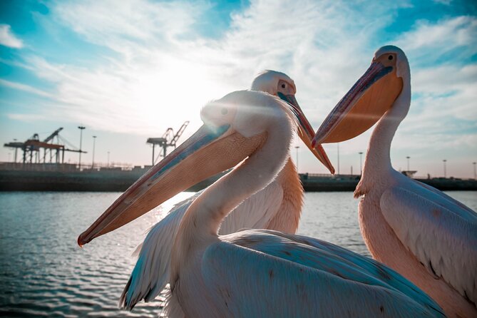 Mola Mola Marine Dolphin Cruise & Beach Braai on Pelican Point - A Beach Stop With Real Value