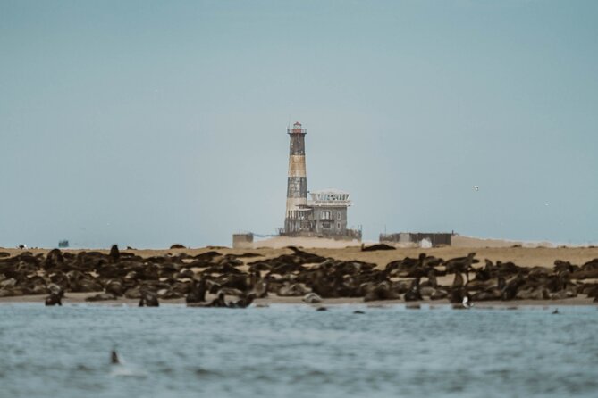 Mola Mola Marine Dolphin Cruise & Beach Braai on Pelican Point - Who Will Enjoy This Experience Most?