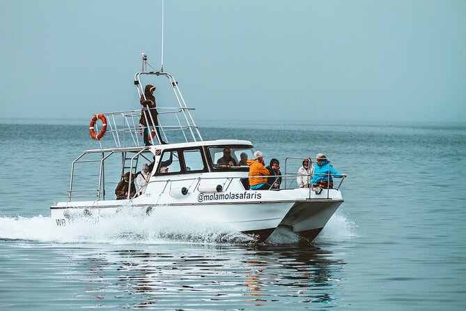 Mola Mola Marine Dolphin Cruise from the Walvis Bay Waterfront to Pelican Point - Lunch at sea with oysters and sparkling wine