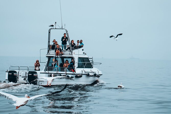 Mola Mola Marine Dolphin Cruise from the Walvis Bay Waterfront to Pelican Point - How much value do you get for $90.76?