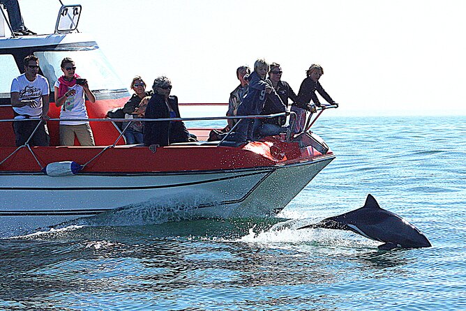 Mola Mola Marine Dolphin Cruise from the Walvis Bay Waterfront to Pelican Point - Timing, transfers, and what to wear