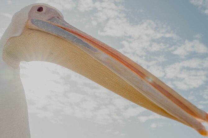 Mola Mola Marine Dolphin Cruise from the Walvis Bay Waterfront to Pelican Point - Should you book the Mola Mola cruise?